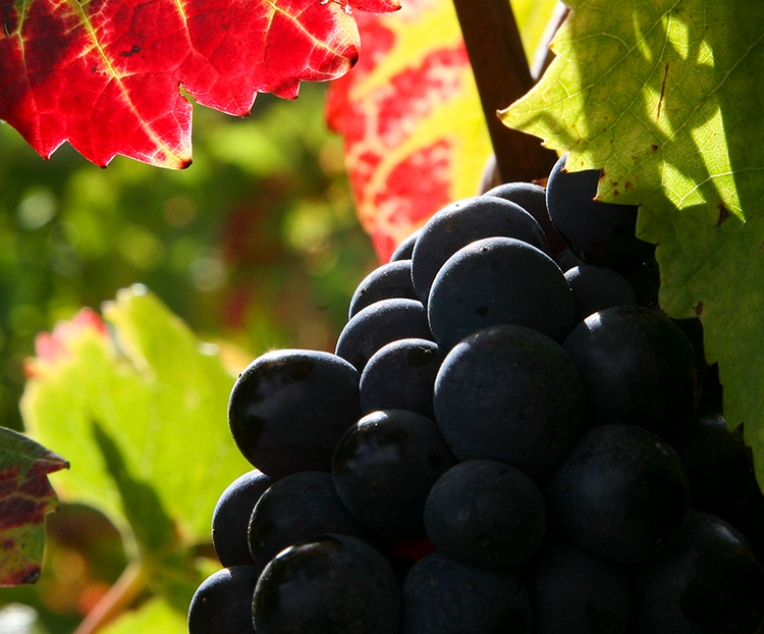 de-la-terre-a-la-vigne